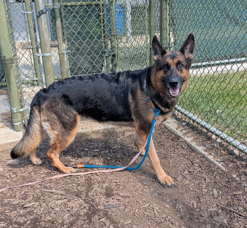 LUNA, a dog for adoption from Loudoun County Animal Care & Control