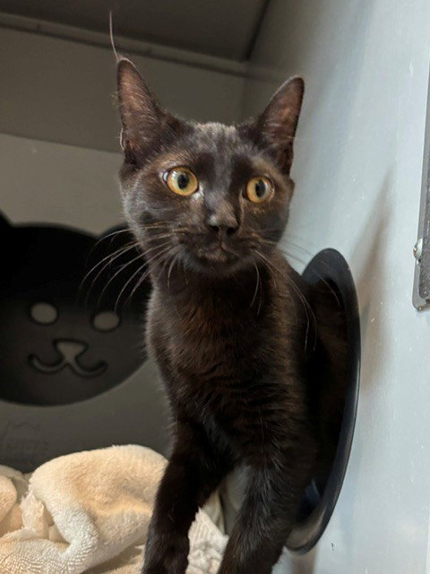 Mercury, Domestic Short Hair