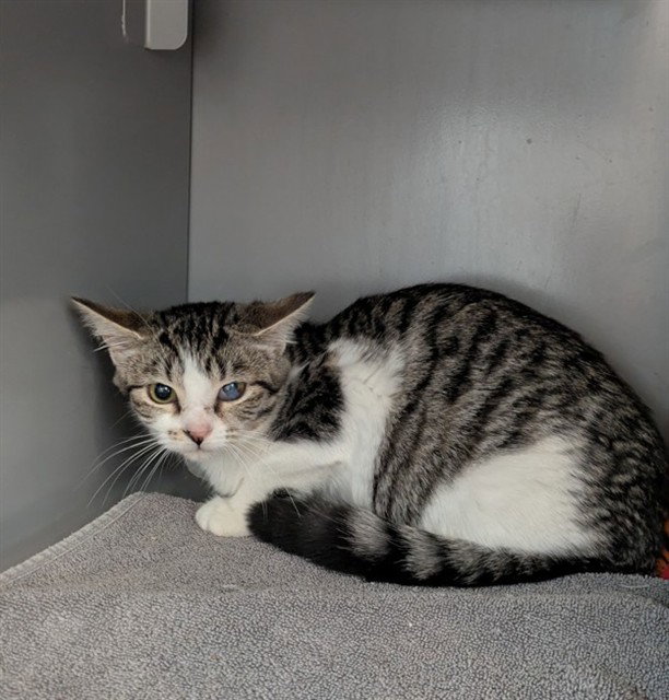 Salma, Domestic Short Hair