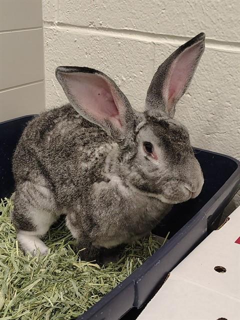 MERLIN, a rabbit for adoption from Loudoun County Animal Care & Control