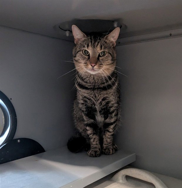 Ebony, Domestic Short Hair