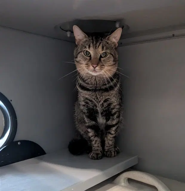 Ebony - Domestic Short Hair