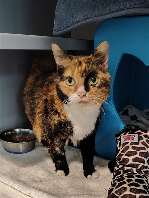 Lady Bug, Domestic Short Hair