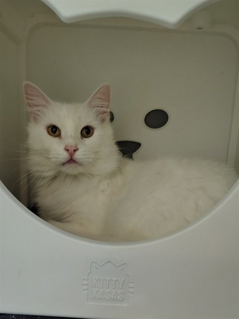 Pan, Domestic Medium Hair