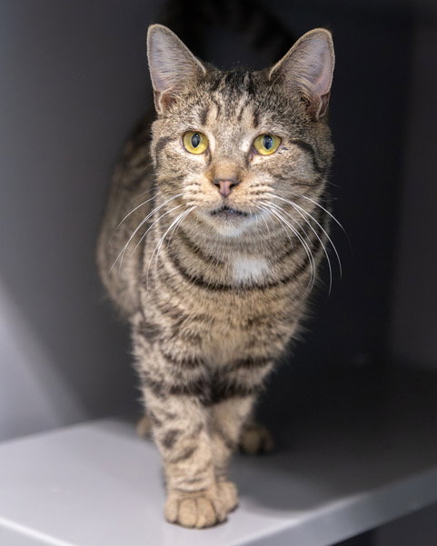 DEMETER, a cat for adoption from Loudoun County Animal Care & Control