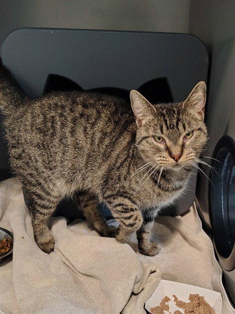 Minerva, Domestic Short Hair