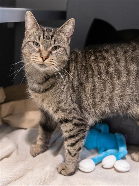 MINERVA, a cat for adoption from Loudoun County Animal Care & Control