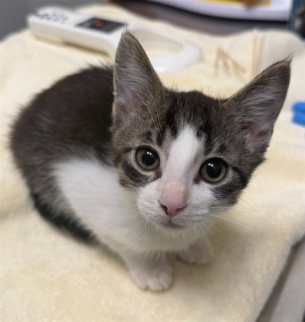 Bright Eyes, Domestic Short Hair