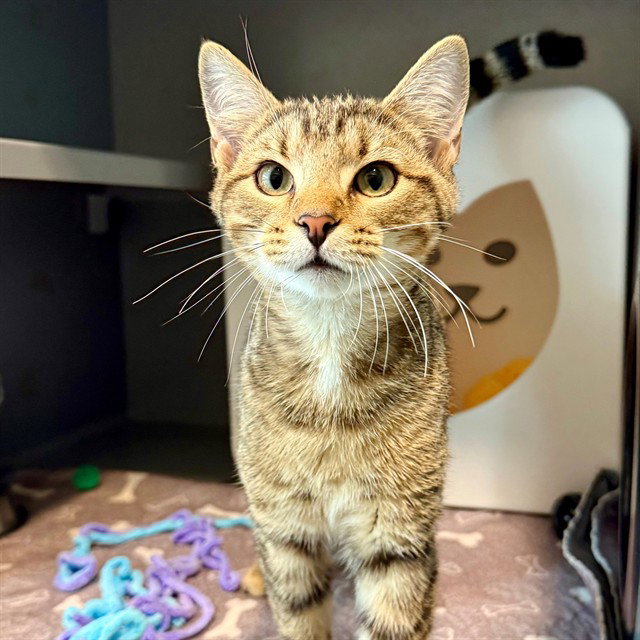 Pip, Domestic Short Hair
