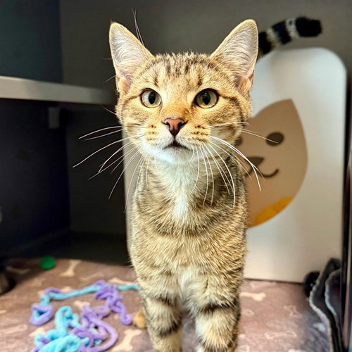 PIP, a cat for adoption from Loudoun County Animal Care & Control