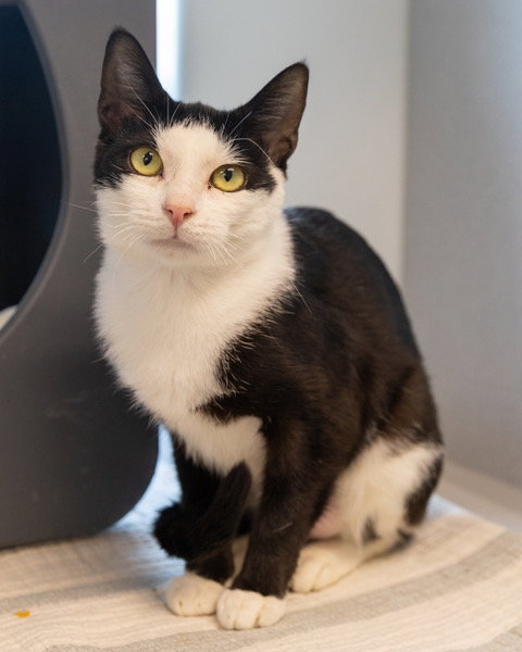 QUINN, a cat for adoption from Loudoun County Animal Care & Control
