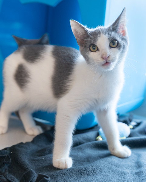 RAVIOLI, a cat for adoption from Loudoun County Animal Care & Control