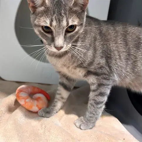 Emperor Shrimp - Domestic Short Hair