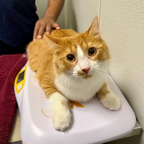 PASTE, a cat for adoption from Loudoun County Animal Care & Control