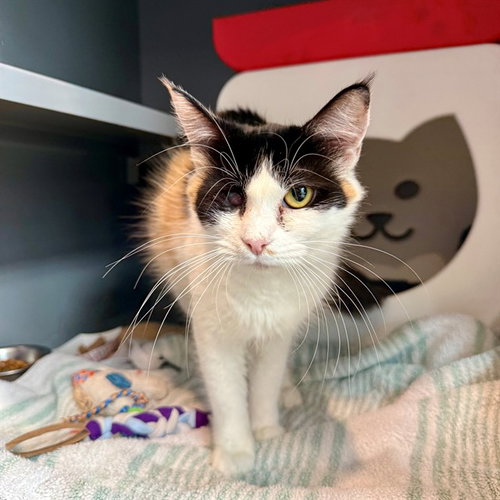 PRINCESS, a cat for adoption from Loudoun County Animal Care & Control