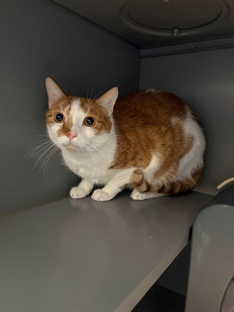 ROOSTER, a cat for adoption from Loudoun County Animal Care & Control
