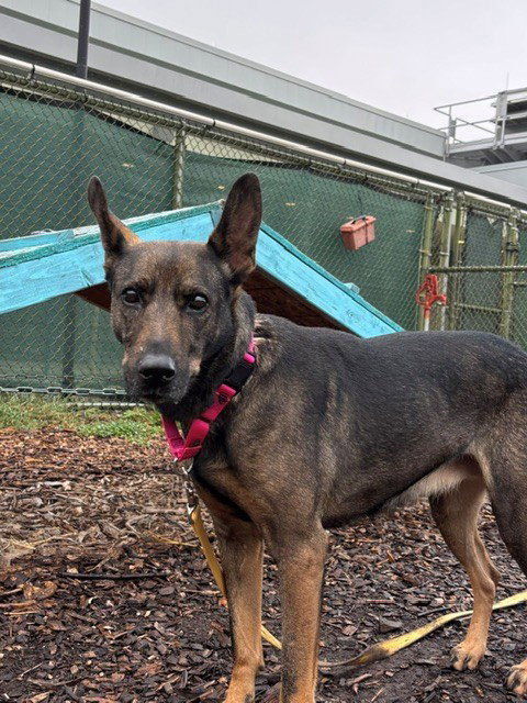 LOVA, a dog for adoption from Loudoun County Animal Care & Control