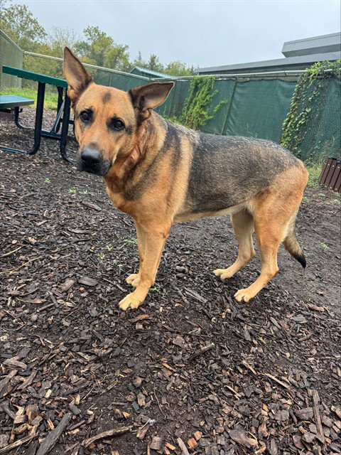RUVIA, a dog for adoption from Loudoun County Animal Care & Control