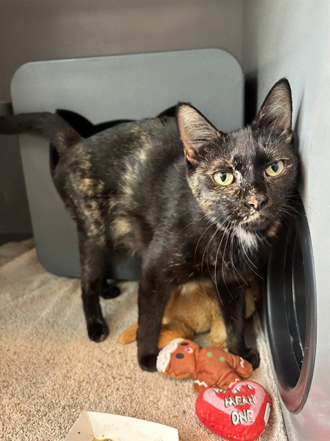 PIPPA, a cat for adoption from Loudoun County Animal Care & Control