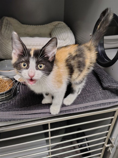LELO, a cat for adoption from Loudoun County Animal Care & Control