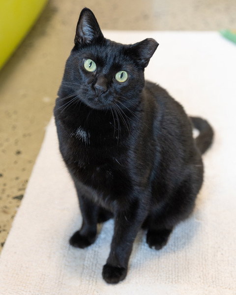FRANK, a cat for adoption from Loudoun County Animal Care & Control