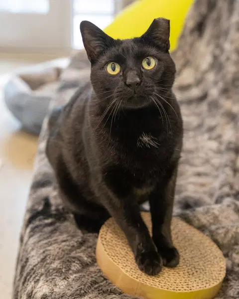 Frank - Domestic Short Hair