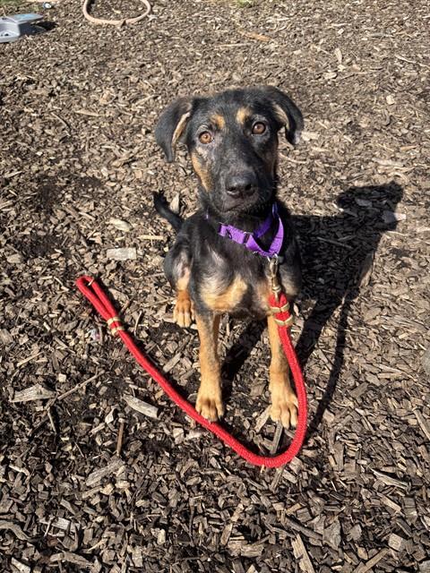 TRUVY, a dog for adoption from Loudoun County Animal Care & Control