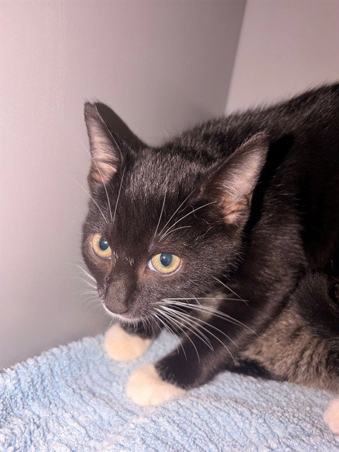 RA