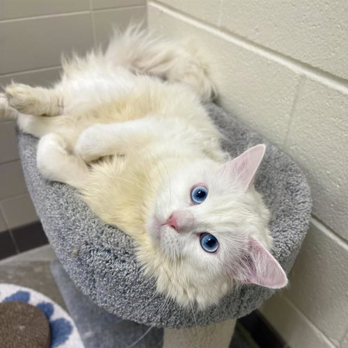 ZAMBONI, a cat for adoption from Loudoun County Animal Care & Control