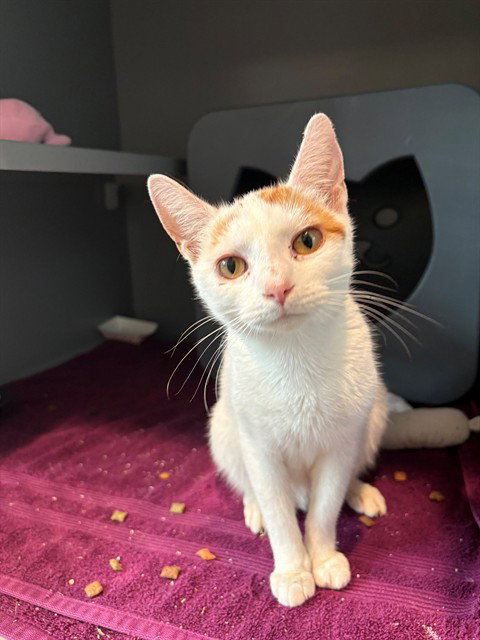 SWEETY, a cat for adoption from Loudoun County Animal Care & Control