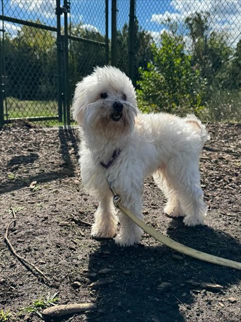 SIMBA, a dog for adoption from Loudoun County Animal Care & Control