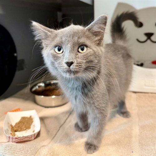 COMET, a cat for adoption from Loudoun County Animal Care & Control