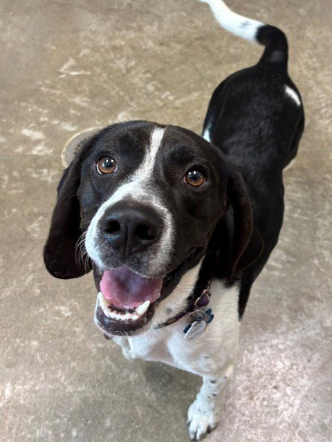 ARLO, a dog for adoption from Loudoun County Animal Care & Control