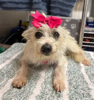 Katy - Chihuahua