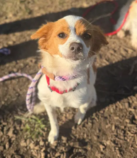 Carmela - Chihuahua