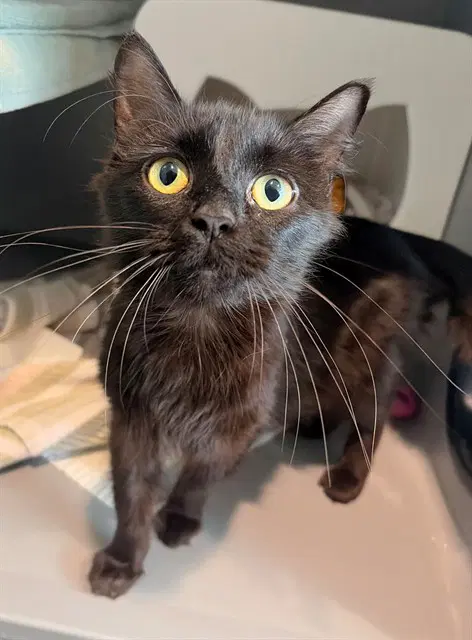 Chocolate - Domestic Medium Hair