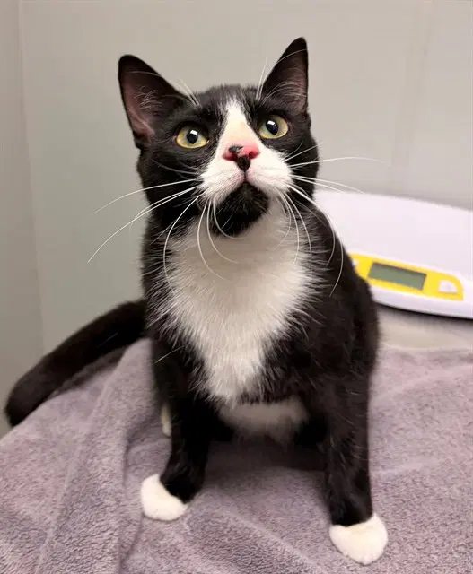 Brooklyn - Domestic Short Hair