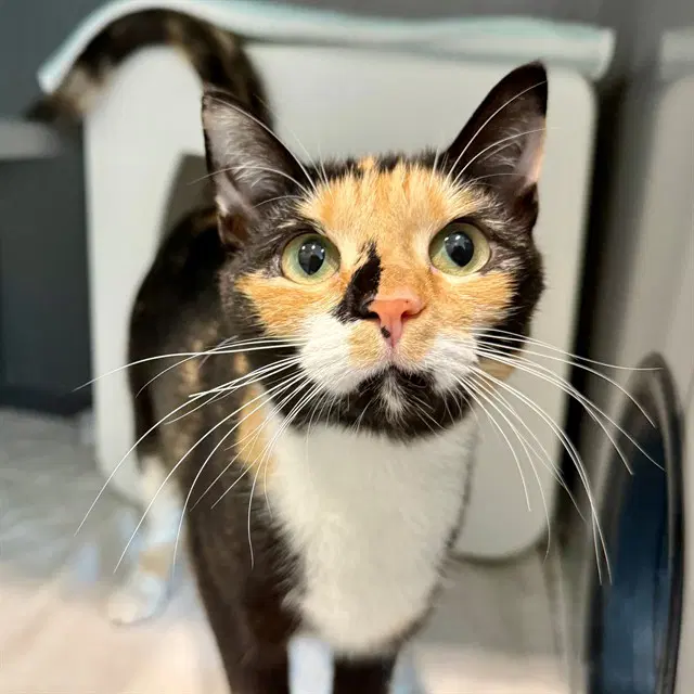 Cali - Domestic Short Hair