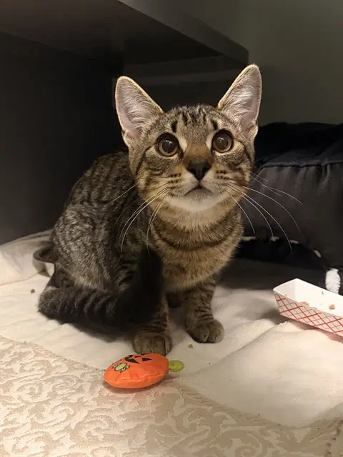 Zuko - Domestic Short Hair