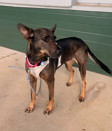 Lova - Belgian Shepherd Malinois