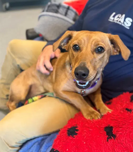 Canela - Dachshund