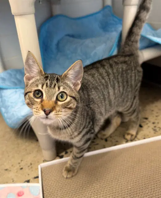 Rocky - Domestic Short Hair