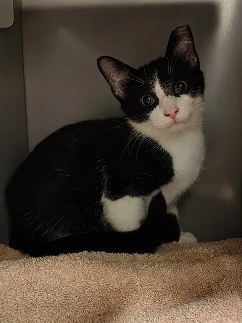 Ozark - Domestic Short Hair