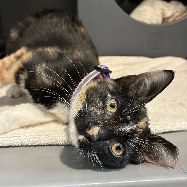 Iyrah - Domestic Short Hair