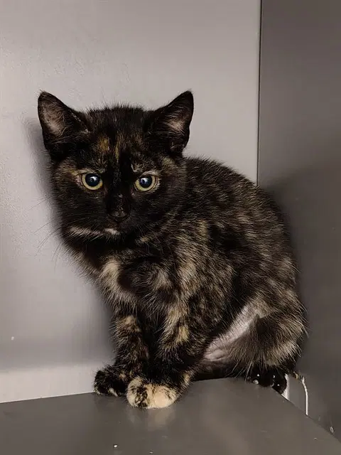 Penny - Domestic Short Hair