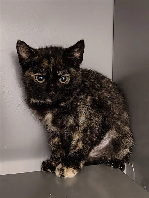 Penny