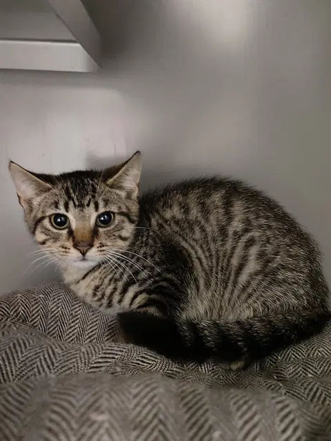 Howard - Domestic Short Hair