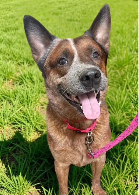 Archie - Australian Cattle Dog/Blue Heeler
