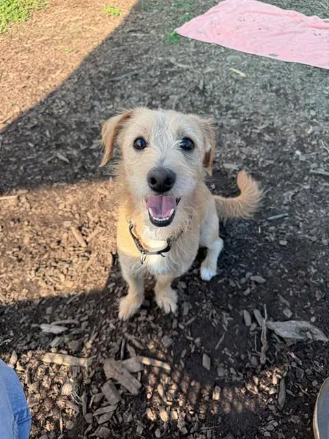 Ryder - Terrier
