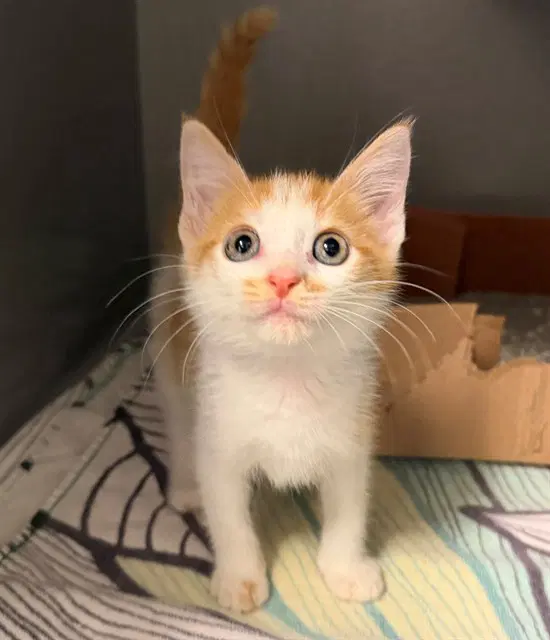 Peanut Butter - Domestic Short Hair